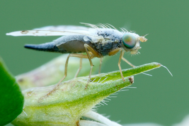 id: Tephritidae ?